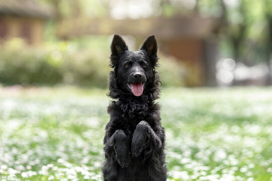 Funny black mudi dog posing at nature