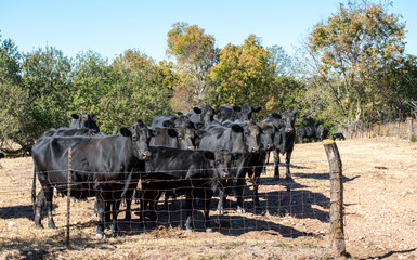 Herd of cows keeping a close watch in Missouri