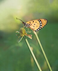 Tawny Coster (Acraea terpsicore) at local butterfly garden 