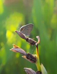 Cycad Blue (Chilades pandava pandava)