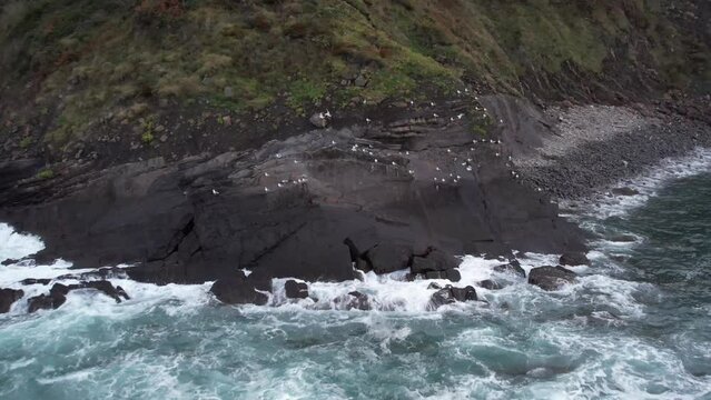 Vue sur les mouettes du r&eacute;cif puis sur le bleu marine de l'eau