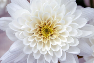 White chrysanthemum flower close-up