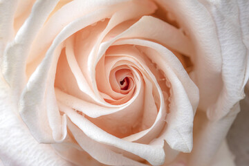 Close up of pink rose. Macro