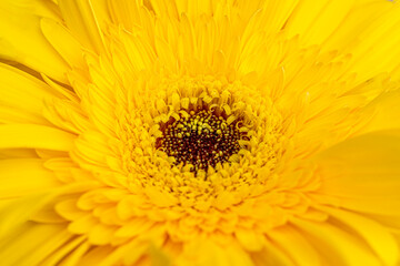 Yellow flower macro. Close up