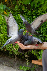 The person is holding a dove on the hand. Feeds pigeons in the park. Pigeons flying