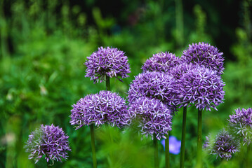 Purple Allium, garlic flowers blooming on a beautiful summer day.