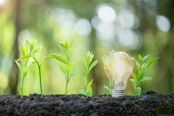 Fototapeten Idea of renewable energy and energy saving. Energy saving light bulb and tree growing on the ground on bokeh nature background. Saving, accounting and financial concept. © doidam10