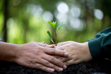 Idea of planting trees on world environment day. Hands of were planting seedling on soil. Bokeh green background female hand holding tree on nature field grass forest conservation concept. - obrazy, fototapety, plakaty