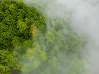 An aerial view of a green forest with a cloud cover, trees seen from above