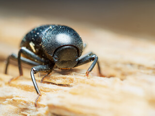Escarabajo