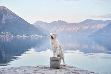 the dog stands on the embankment against the backdrop of mountains and the sea. Golden Retriever near the water. Pet in nature.