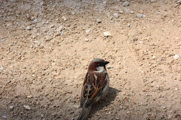 Beautiful birds enjoying spring in Palma de Mallorca spain