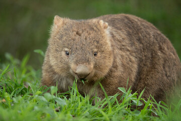 Sniffing for Lunch - Although wombats are known to be nocturnal animals, some venture out of their burrows for a "midday snack". 