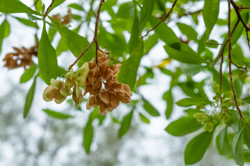 Dodonaea Viscosa shrub, also known as boardleaf hopbush, is a species of the Sapindaceae family in...