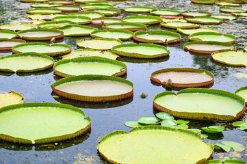 big lotus leaf , lily lotus in the poud swamp at outdoor lotus field. green lotus leaf