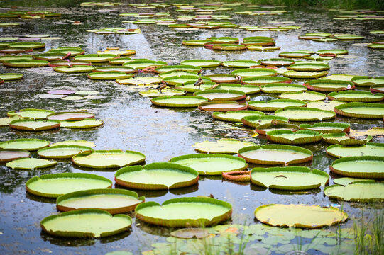 big lotus leaf , lily lotus in the poud swamp at outdoor lotus field. green lotus leaf