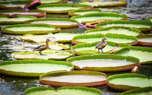 wild duck on big lotus leaf , lily lotus in the poud swamp at outdoor lotus field. green lotus leaf