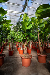 Cultivation of differenent tropical and exotic indoor palms and evergreen plants in glasshouse in Westland, North Holland, Netherlands. Flora industry