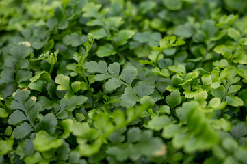 Cultivation of differenent indoor fern plants in glasshouse in Westland, North Holland, Netherlands. Flora industry,