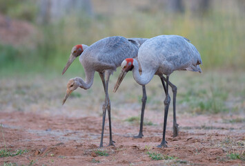 A family of Brolga in outback Queensland, Australia.