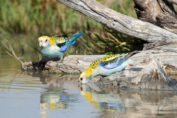 Pale face rosellas drinking in the wetland of Western Queensland.