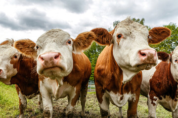 Close-up portrait of trustful german simmental cattle on a pasture in spring outdoors