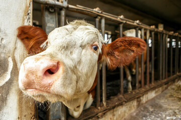 Portrait of a brown german simmental cow in a cowhouse, indoor keeping of cows in agriculture