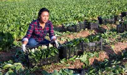 Latino female farmer carries boxes with ripe chard on the farm field