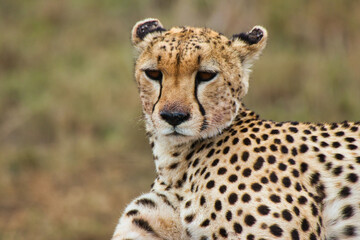 Close up of Cheetah resting in Serengeti National Park, Tanzania