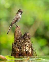 Eastern phoebe 