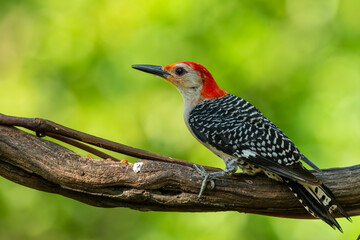 Red-bellied woodpecker 