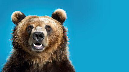 Obraz premium Advertising portrait, banner, brown forest bear looking directly at the camera with a serious look, isolated on a blue background. Generated Ai. High quality illustration Generative AI
