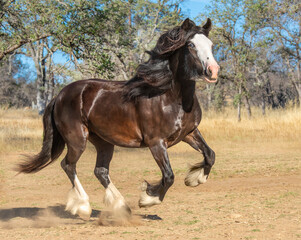 Gypsy Vanner Horse mare running in field