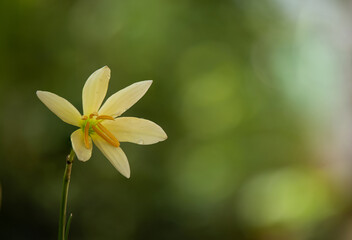 Fairy lily or Zephyranthes flower on nature background.
