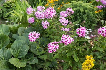 Obraz premium Pink red phlox flower in green garden with plants