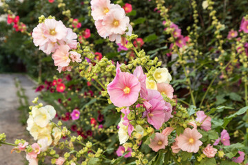 Fototapeta premium Pink yellow mallow flower in green garden with plants in sunlight