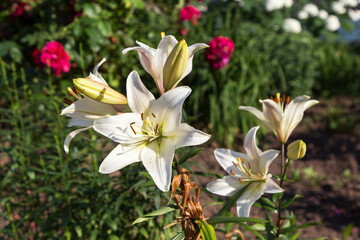White Easter Lily flower in garden with flowers. Lilies blooming closeup in sunlight