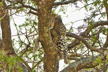 Fototapeta na wymiar Leopard sleeping in a tree at Serengeti National Park, Tanzania