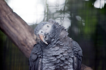 the young african grey parrot bill will change color to black and its eyes will appear yellow when it reaches adulthood