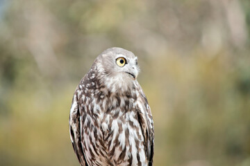 this is a close up of a barking owl