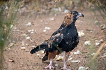 the black breasted buzzard just ate a chick you can see the left over feathers