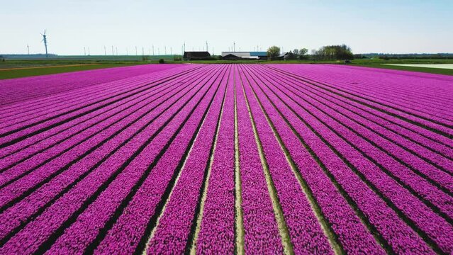 Tulip Field In The Netherlands From Above. Rural Spring Landscape With Flowers, Drone Shot