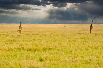 Giraffe Pair crossing the Savanna against the backdrop of heavy rain clouds in a golden twilight setting at Serengeti National park, Tanzania