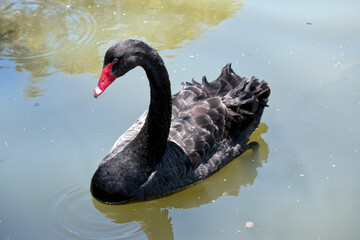 Naklejka premium the black swan is swimming in the lake