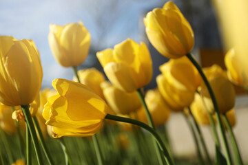 Fototapeta premium Beautiful yellow tulips growing outdoors on sunny day, closeup. Spring season