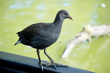 this is a side view of a bush hen