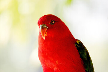 this is a close up of a chattering lory