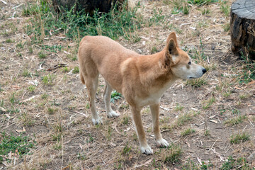 Naklejka premium the golden dingo is looking out for danger