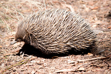 the short nosed echidna is smelling the air in an attempt to find food