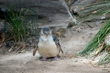 the fairy penguin walked down the path toward the water